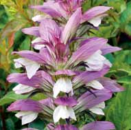 kłujący (Acanthus) Spinosus 12,90 zł )