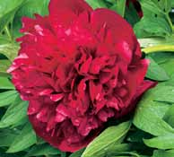 Piwonia (Paeonia) Rubra Plena (1 szt.