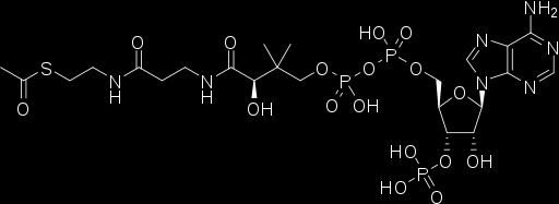 Glikoliza 2014-04-13 Fosforylacja substratowa Acetylo-CoA Oznaczenia enzymów: