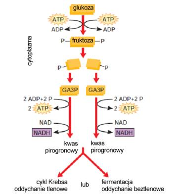 aldolaza, 5 - i- zomeraza triozofosforanowa, 6 - dehydrogenaza aldehydu