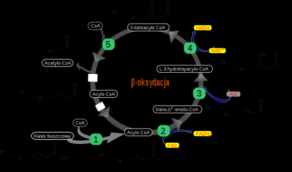 1-fosforanu, 18-4-epimeraza UDP-galaktozy.