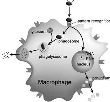 (cytoplazmatyczne) RRW Antygen: substancja (zazwyczaj białko) wywołująca reakcję immunologiczną Epitop: fragment antygenu rozpoznawany przez receptory limfocytów