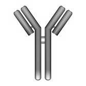 limfocyty T regulatorowe (T reg ) = supresyjne (T S ) Limfocyty NK (natural killers) TCR Specyficzne białka (antygeny) powierzchniowe limfocytów: CD9, CD0, CD40