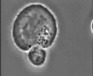 Aktywacja limfocytu B przez cytokiny limfocytu T H 4. Proliferacja limfocytu B (powstaje klon identycznych limfocytów B) 5. Transformacja limfocytów B w plazmocyty 6.