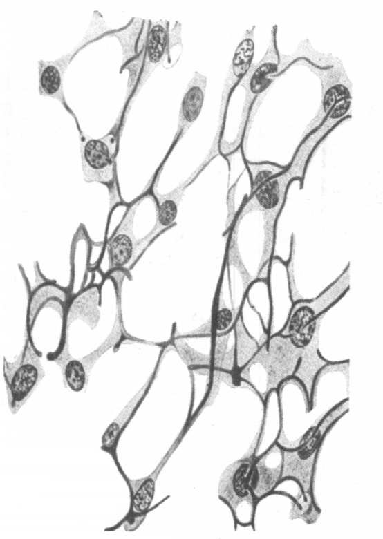 chłonne Tkanka łączna siateczkowa: sieć włókien siateczkowych tworzących