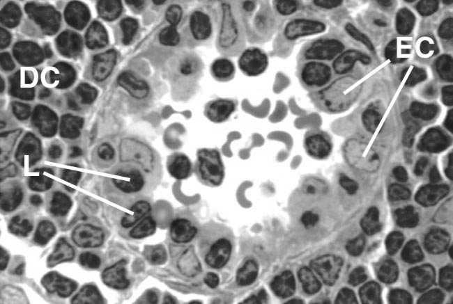 śródbłonku (HEV) postkapilary wyścielone sześciennymi lub walcowatymi komórkami