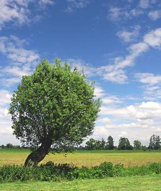 Opportunities for the development of organic farming in Poland Making use of specific backwardness of Polish agriculture to build competitiveness of Polish organic farms require increase of farmer s