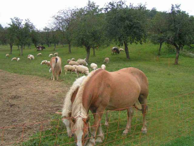 INTEGRATED DEVELOPMENT AND MULTIFUNCTIONALITY OF THE COUNTRYSIDE BASED ON ORGANIC