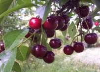 restitution of old trees and fruit shrub cultivars Biodiversity of animals