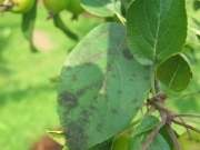 mildew (Podospharea lucotricha) oraz apple scab (Venturia inequalis) has