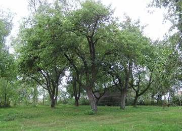 PROJECT SIMOCA IN POLAND Restitution of old apple tree cultivars in the area