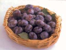 Importance of the wild plum species for