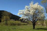 Importance of the wild plum species for the lanscape quality Landscape functions: -