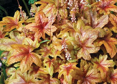 Heucherella - Żuraweczka Brass Lantern