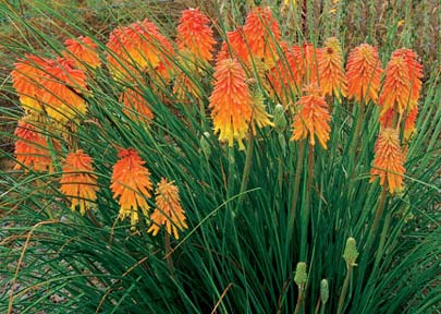 Kniphofia - Trytoma Leucanthemum - Złocień Ember Glow Kniphofia sp. Nr kat.