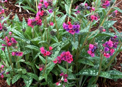 Raspberry Splash Top Hit Pulmonaria x hybrida Nr kat.