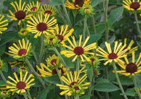 24 MAXI 23 552 Scabiosa - Drakiew Little Henry New Rudbeckia