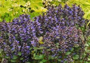 Ajuga - Dąbrówka Blueberry Muffin New Ajuga reptans Nr kat.