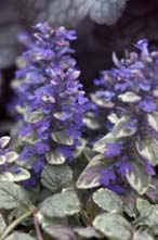 Burgundy Glow New / VF Ajuga reptans Nr kat.