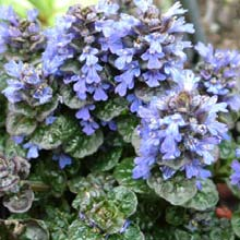 Catlin's Giant Ajuga reptans Nr kat.