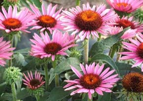 jasnoróżowa Purity Echinacea  79675 biała Ruby Giant