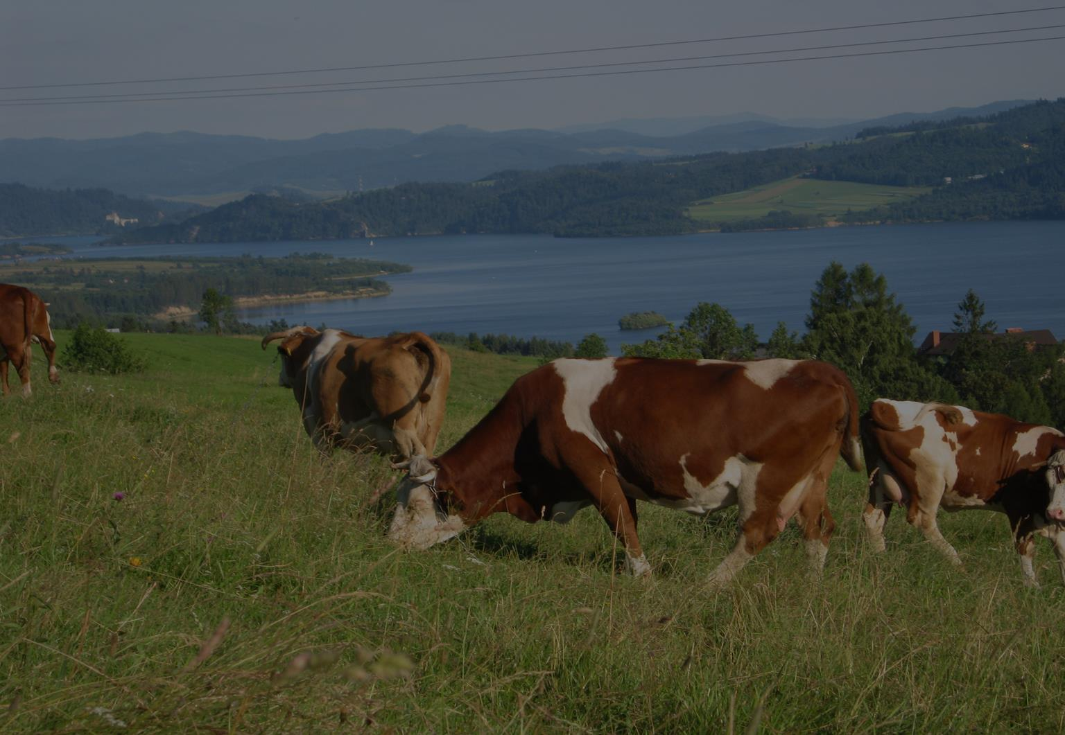 2900 Pogłowie 2800 krów w tys.