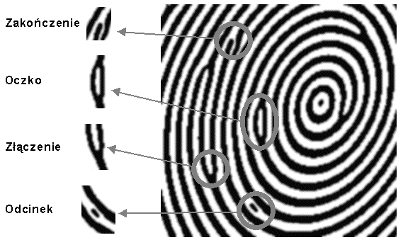 14 Łącznik - są to dwie minucje typu rozwidlenie leżące nieco dalej od siebie niż w przypadku mostka i łączące dwie równoległe linie papilarne P 1 15 Łącznik bliźniaczy (Mostek podwójny) P 2 16 Widły