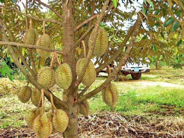 mięsa), w niektórych miejscach publicznych znajdują się tabliczki z napisem No durians.