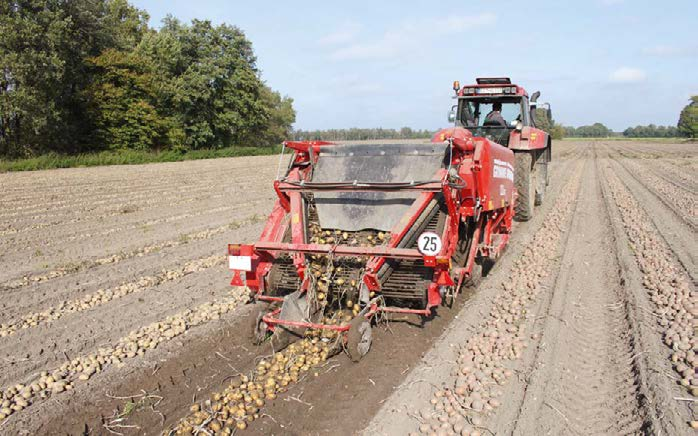 zbioru jaśniejszych bulw i dzięki temu uzyskaniu produktu najlepszej jakości.