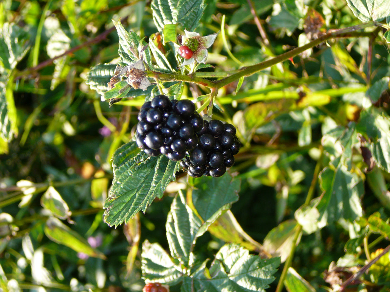 numer zdjęcia 1 4 5 6 8 9 10 St. ChCl. Epilobietea angustifolii Chamaenerion angustifolium.. 1.... I Betula pendula B. 2..... I Gnaphalium sylvaticum. 0,5..... I Fragaria vesca. 1..... I Populus tremula B.