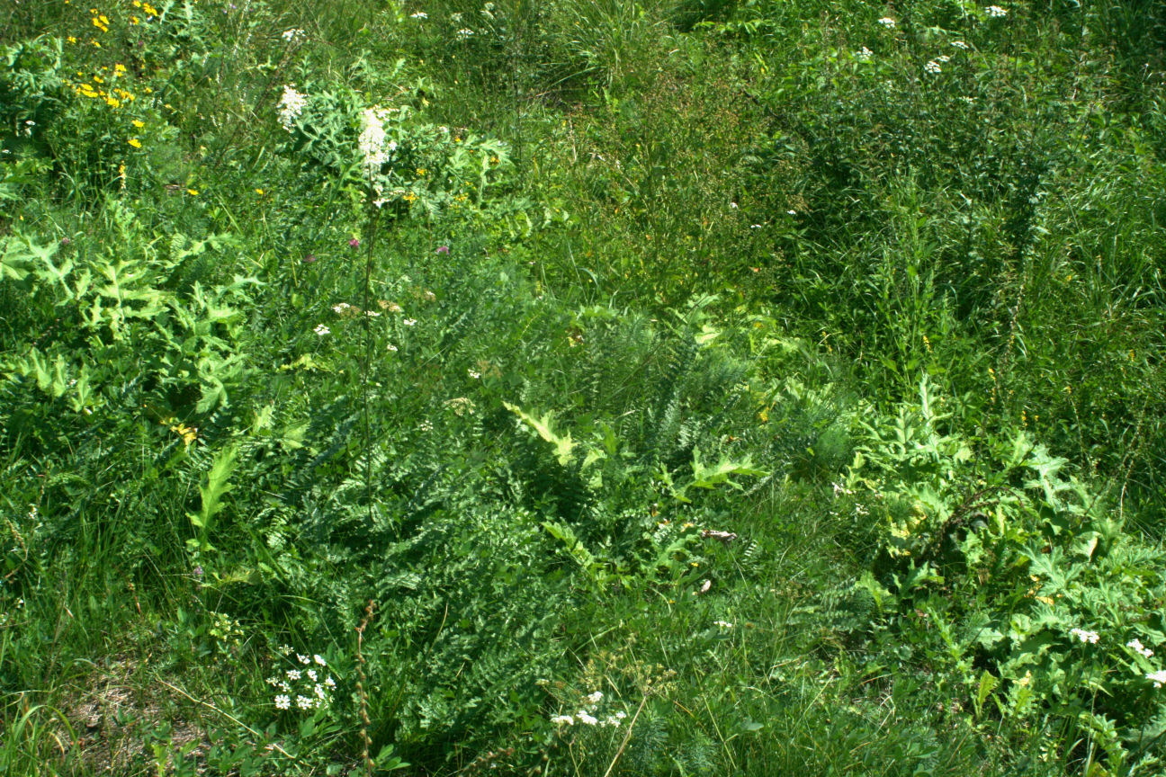 c.d. ChCl. Artemisietea vulgaris Medicago lupullina. + + IV Artemisia vulgaris. +. II Cirsium arvense.. + II Melilotus albus. 1. II Solidago canadensis. +. II Tanacetum vulgare.. + II ChCl.
