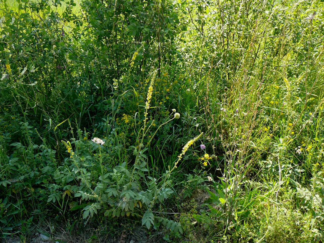 c.d. ChCl. Koelerio-Corynephoretea Rumex acetosella 1 1 1.. III Trifolium arvense 1.. +. II Thymus serpyllum. 2... I Potentilla argentea.. +.. I ChCl.