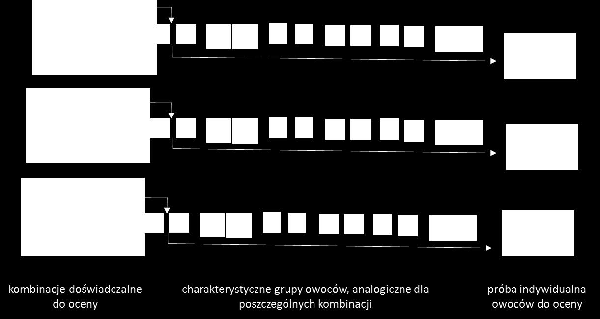 Krok 1 Wybieramy dominującą grupę charakterystyczną wspólną dla wszystkich opakowań zbiorczych (kombinacji doświadczalnych) i z każdego opakowania wyjmujemy tyle samo owoców tej grupy, na przykład po