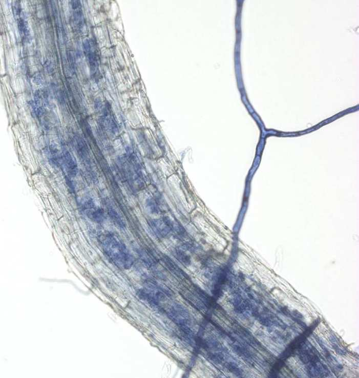 Symbiozy korzeniowe: mikoryza endotroficzna Hejnowicz, 2002 Mikoryza endotroficzna (endomikoryza) charakteryzuje się tym, że strzępki grzyba wrastają do wnętrza żywych komórek korzenia.