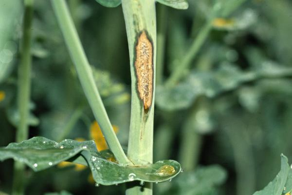 Intensywniejszej ochrony przed pryszczarkiem mogą wymagać mniejsze plantacje do 5ha, a także plantacje u położone w pobliżu ubiegłorocznych.