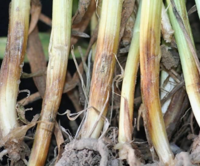 ochrona chemiczna jest już mało skuteczna Jeśli na plantacji zaobserwowano objawy łamliwości źdźbła, należy pamiętać, że jest to ostatni moment na wykonanie zabiegu, który