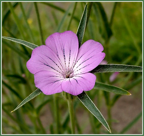 Damnum: problemy interpretacyjne D. 9.2.77.13 (Ulpianus, ks.