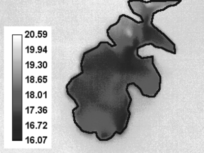 Z kolei brzegowe części liścia posiadały pośrednią temperaturę. Były to miejsca, do których najprawdopodobniej nie dotarła infekcja; obszar ten nie występował u wszystkich zainfekowanych liści.