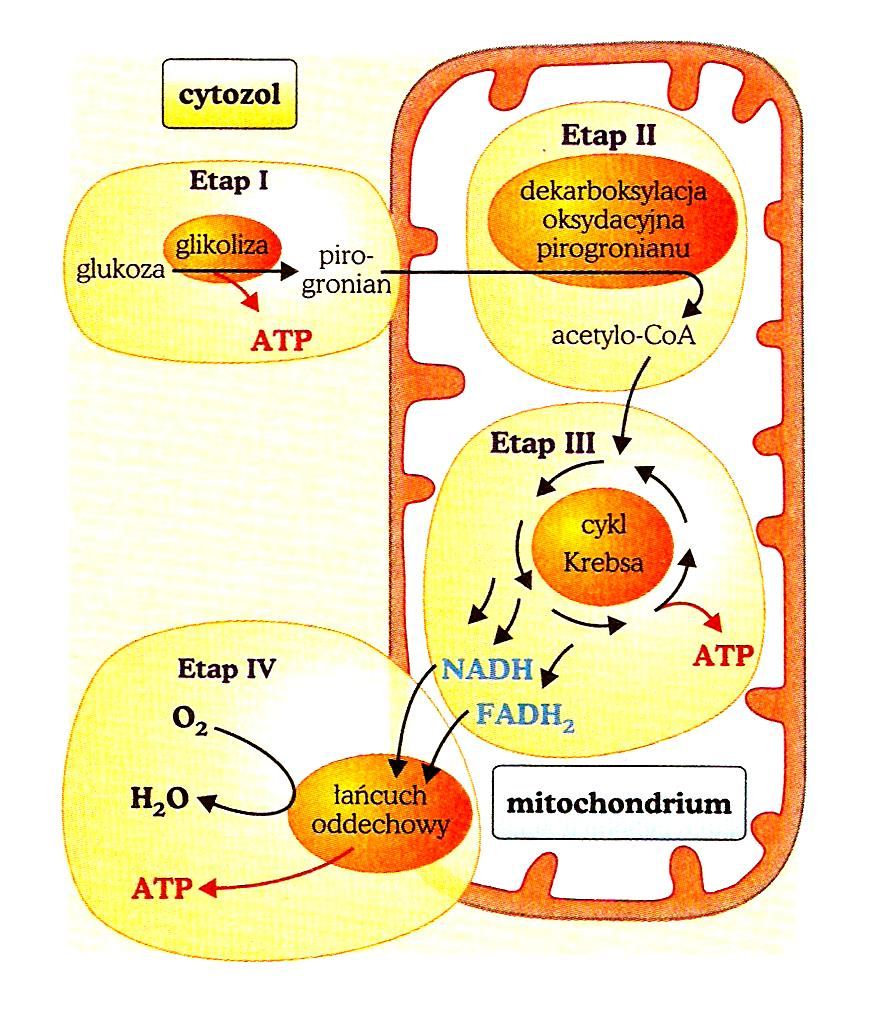 Etapy wewnątrzkomórkowego utleniania glukozy Fosforylacja