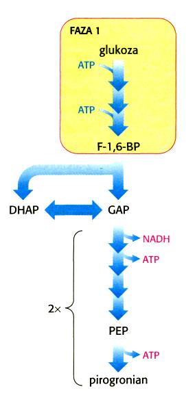 Metabolizm beztlenowy Glikoliza pierwszy etap utleniania