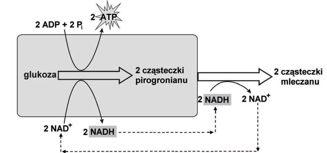 Zadanie domowe Niektóre bakterie i grzyby uzyskują energię w procesie fermentacji mleczanowej (mlekowej).