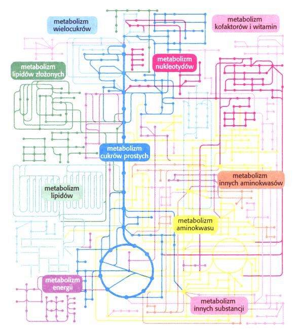 METABOLIZM KATABOLIZM - rozkład związków chemicznych