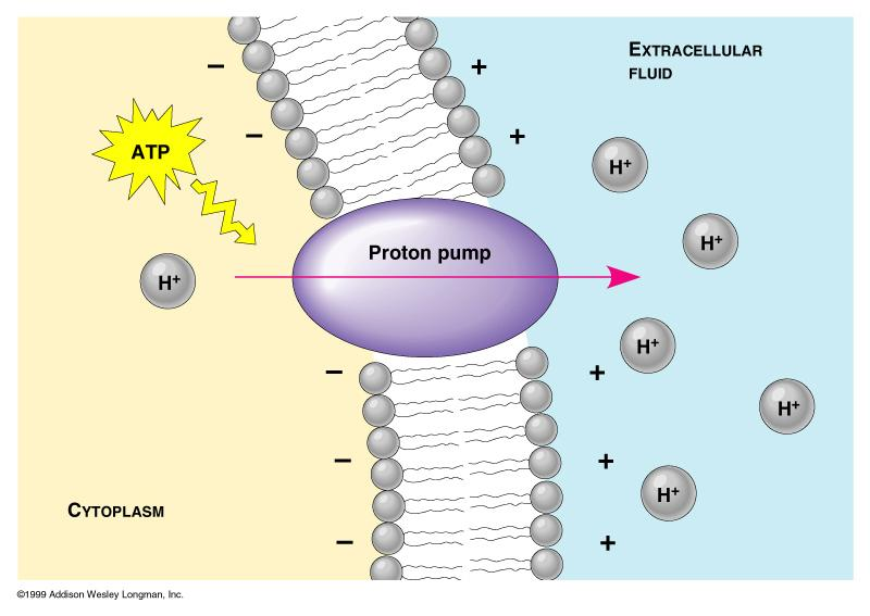 12 Transport of Small Molecules; Active Transport Often the transport has to happen in the direction opposite to the concentration gradient.