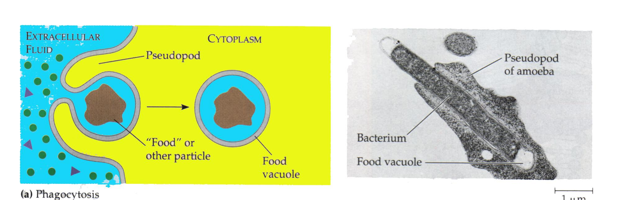 13 Transport of Large Molecules; Phagocytosis Removal of foreign materials or dead cells by immune cells is a form of endocytosis.