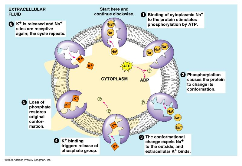 Transport of Small Molecules; Active Transport Biophysics 14 The function of Na/K ATPase is to set up the electrochemical gradient of the membrane.