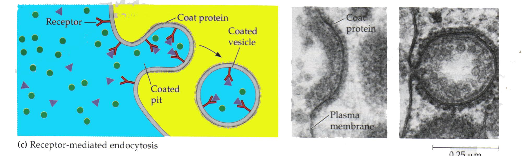 18 Transport of Large Molecules; Endocytosis Endocytosis occurs mainly in animal cells, as plants have rigid cell walls.