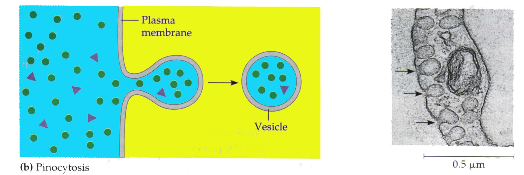 19 Transport of Large Molecules; Pinocytosis Pinocytosis is a nonspecific