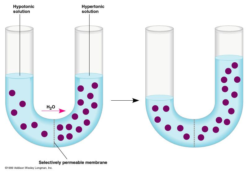 6 Transport of Small Molecules; Water Diffusion - Osmosis Lipid membranes are semi-permeable; some substances pass through freely (water) some don t (ions) Consider two water solutions, one rich in