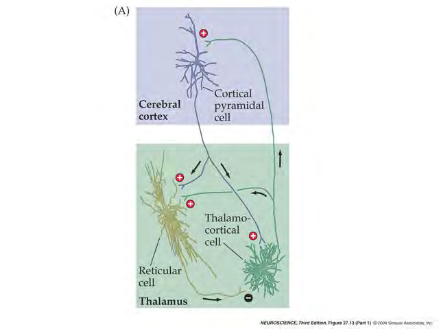 Neurony wzgórzowo-korowe oraz neurony jąder siatkowatych wzgórza (GABA-ergiczne) pozostają pod
