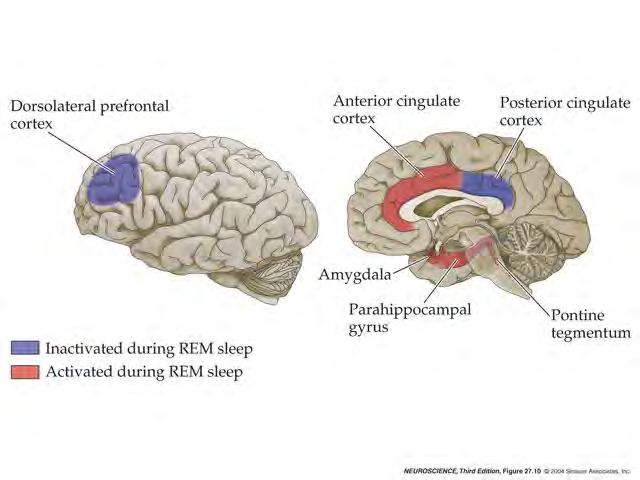 Okolice aktywne i nieaktywne w czasie snu REM. Zwiększona aktywność c.migdałowatego tłumaczy silnie emocjonalny charakter snów w fazie REM.